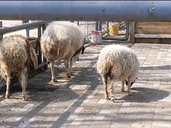 -长白岛森林公园