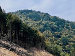 -缙云山景区