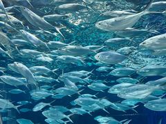 -上海海洋水族馆