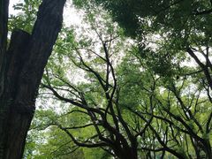 -嘉定紫藤园