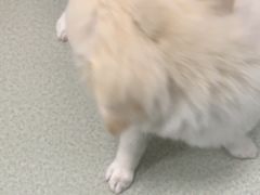 -美美宠物诊疗中心·异宠·骨科(滨江东信分院)