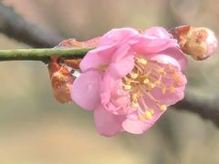 -无锡梅园公园