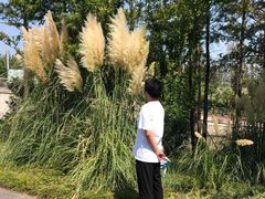 -上海长兴岛郊野公园