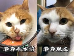 -爱贝特动物医院·猫口炎专科