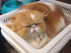 -more than meow吴止猫主题餐厅(承德 中船汇店)