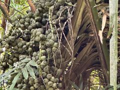 -海南热带雨林国家公园吊罗山景区