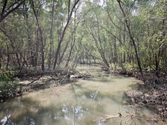 -大亚湾红树林城市湿地公园