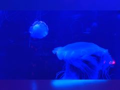 -左海海底世界