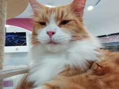 -喵园·猫主题咖啡厅·撸猫·猫咖(国贸店)