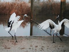 -盐城丹顶鹤湿地生态旅游区