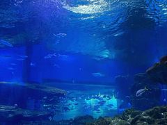 -海合安武汉极地海洋公园