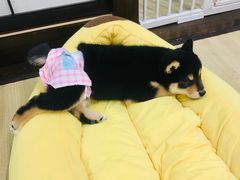 -逗柴咖啡屋·狗咖猫咖宠物桌游