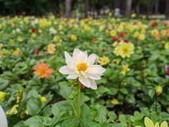 -黑龙江省森林植物园