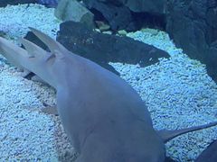 -烟台海昌鲸鲨海洋公园