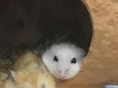 -钓仓鼠(洋桥北里小区店)