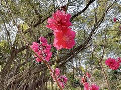 -桃花涧