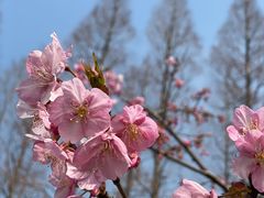 -上海滨江森林公园