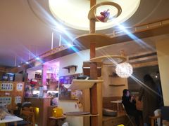 -滚猫咖啡·猫咖·猫友好撸猫(未来城店)