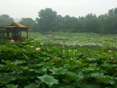 android_upload_pic-紫竹院公园冰场