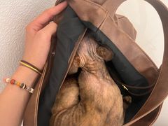 -琪喵猫屋·撸猫猫咖·猫舍