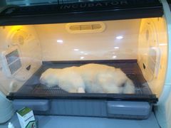 -暖阳宠物医院·犬猫康复中心·骨科