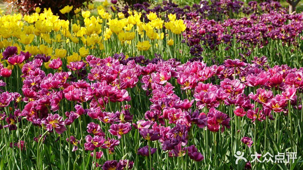 梦中花园——湖北孝感金卉庄园