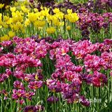 梦中花园——湖北孝感金卉庄园