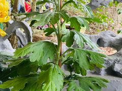 -杭州植物园