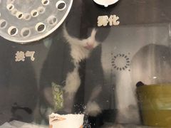 -北京观赏动物医院·24小时大型综合·猫专科·异宠专科