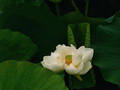 -荷塘月色湿地公园·向阳花洲