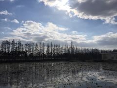 -上海长兴岛郊野公园