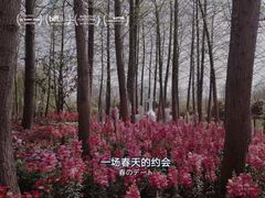 -东平国家森林公园