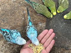 -南宫五洲植物乐园