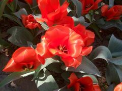 -洛阳郁金香牡丹园