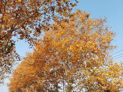 -武汉紫薇都市田园