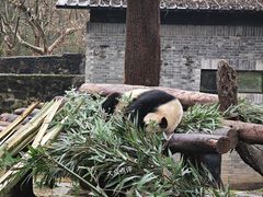 -都江堰中华大熊猫苑