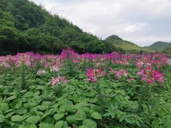 -广州市石门国家森林公园