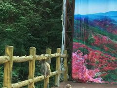 -木兰云雾山