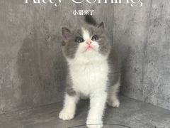 -小猫来了·猫舍(红山六九七九店)
