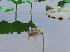 -荷塘月色湿地公园·向阳花洲