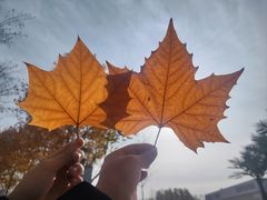 -北京园博大酒店