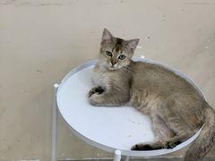 -猫力发电所·宠物专门店