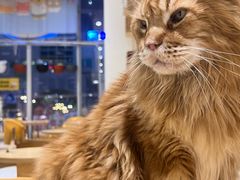 -藏猫猫咖啡主题馆(中央大道店)