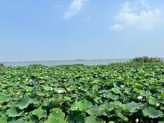 -七的湖·晚芳亭·阳澄湖农家菜·大闸蟹(莲花岛店)