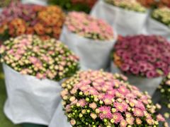 -花开海上生态园
