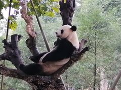 -都江堰中华大熊猫苑