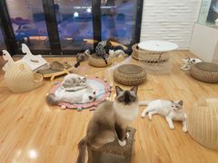 -momokira米努特·德文卷毛猫·棉花面纱犬