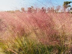 -映月湖中央公园