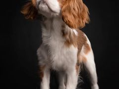-萌宠之家·腊肠犬·马尔泰·小体犬舍