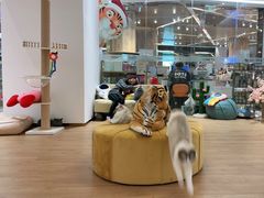 -1013 PET SHOP精品宠物商店(丁香店)